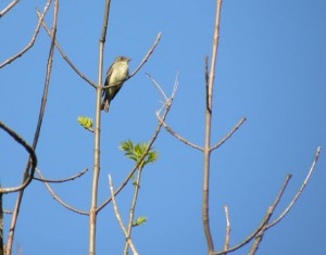 Eastern Wood Peewee. Rondeau P.P.