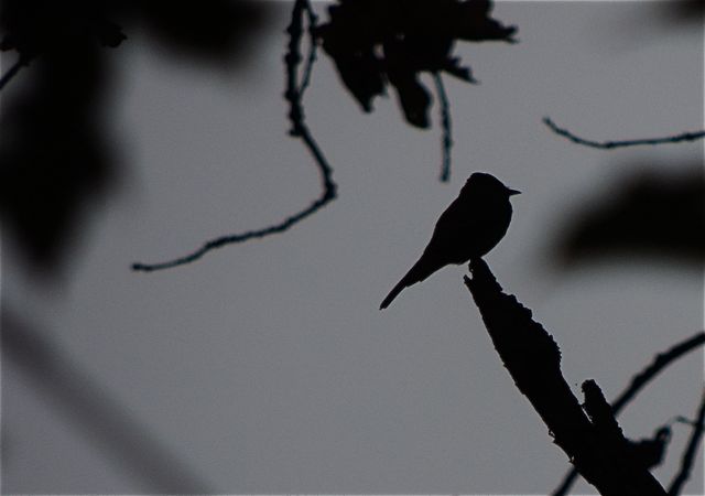 Eastern Wood Peewee