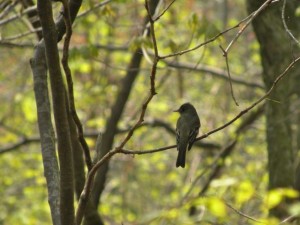 Eastern Wood peewee. Rondeau May 22 2011