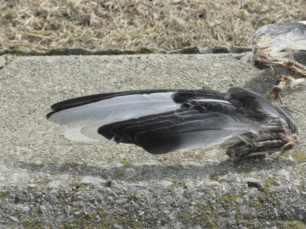 This is probably the leftovers of a Peregrine Falcon's meal. Two wings and a breastbone, picked clean