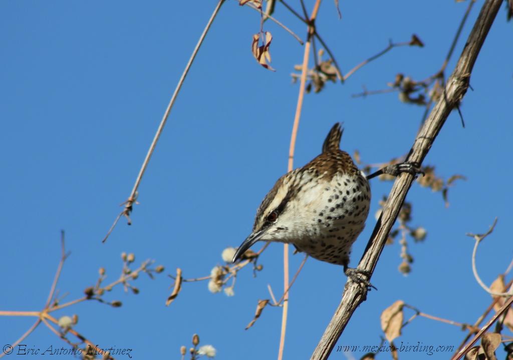  Boucard´s Wren