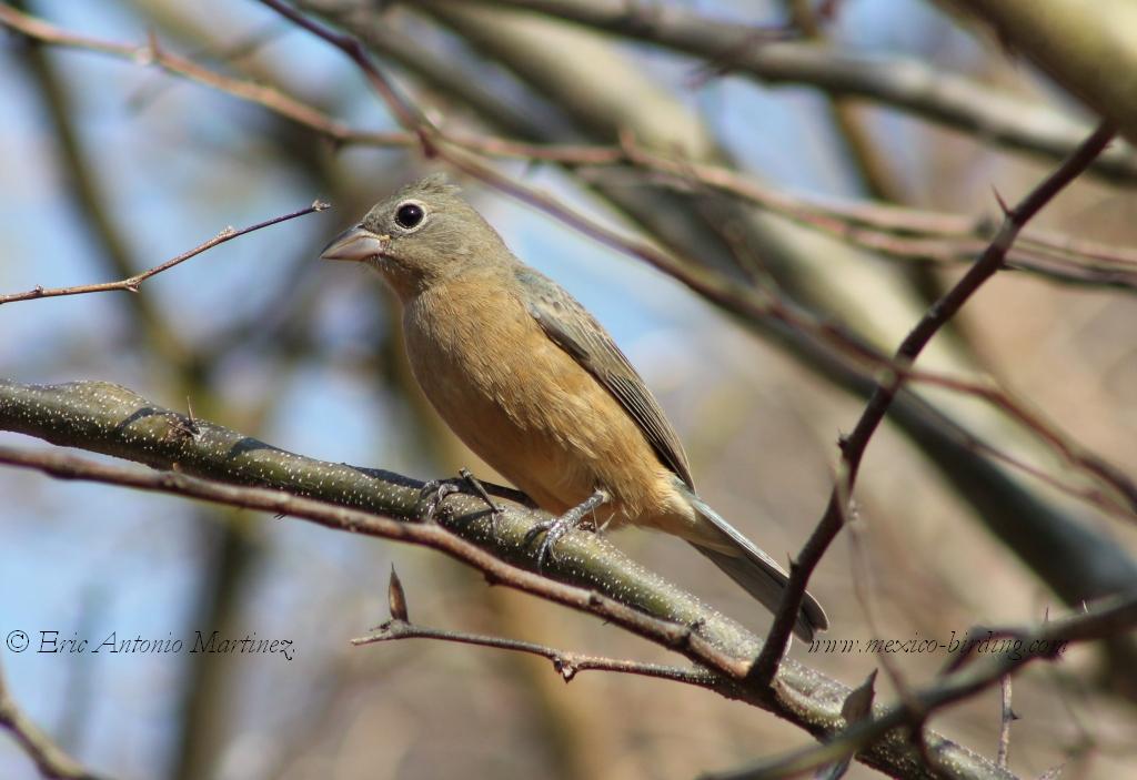 Female Rosita´s Bunting