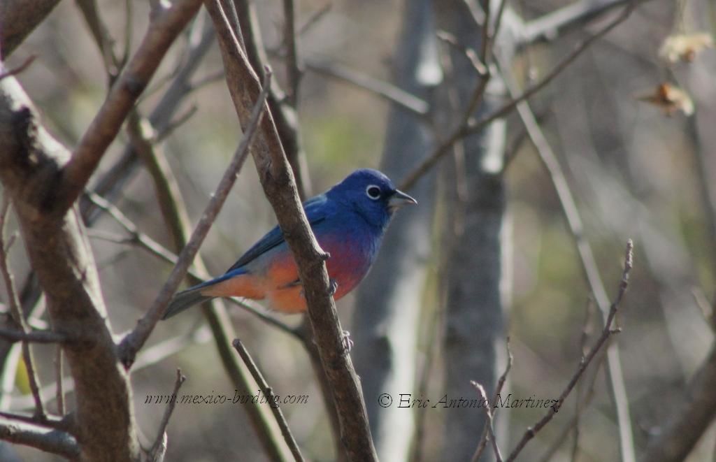 Male Rosita´s Bunting