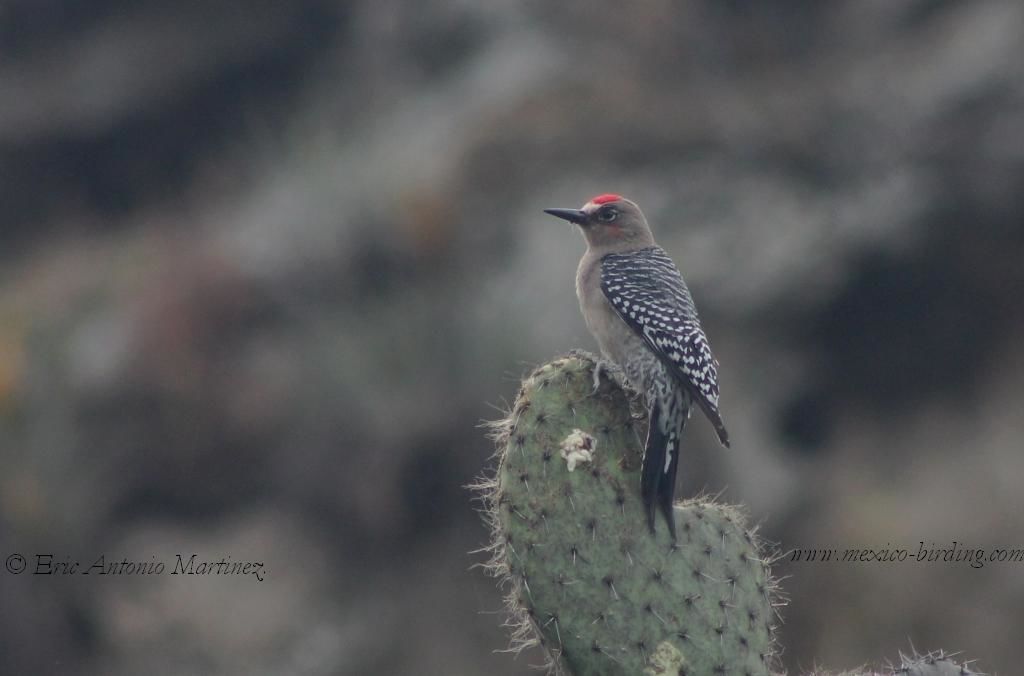 Gray-Brested Woodpecker