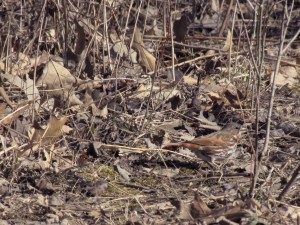 Fox Sparrow