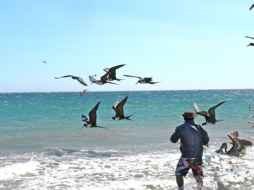 Magnificent Frigatebirds. Hoping to share the fisherman's catch.  