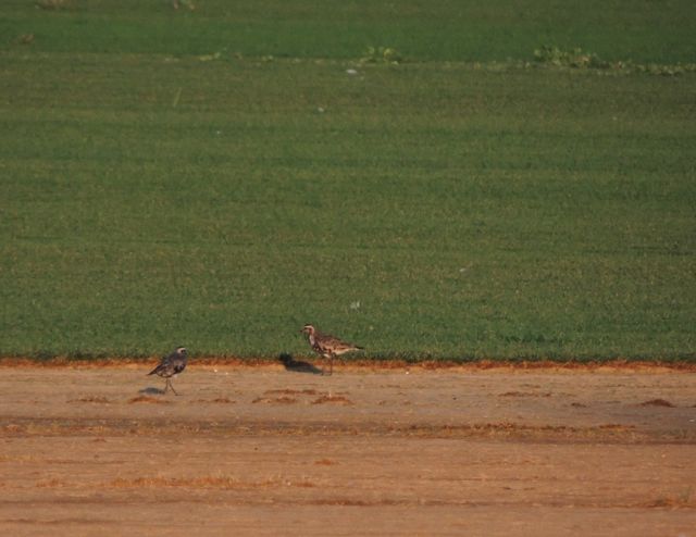 Golden Plover Haldibrook Rd Sod farm