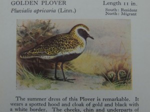 Golden Plover illus'n