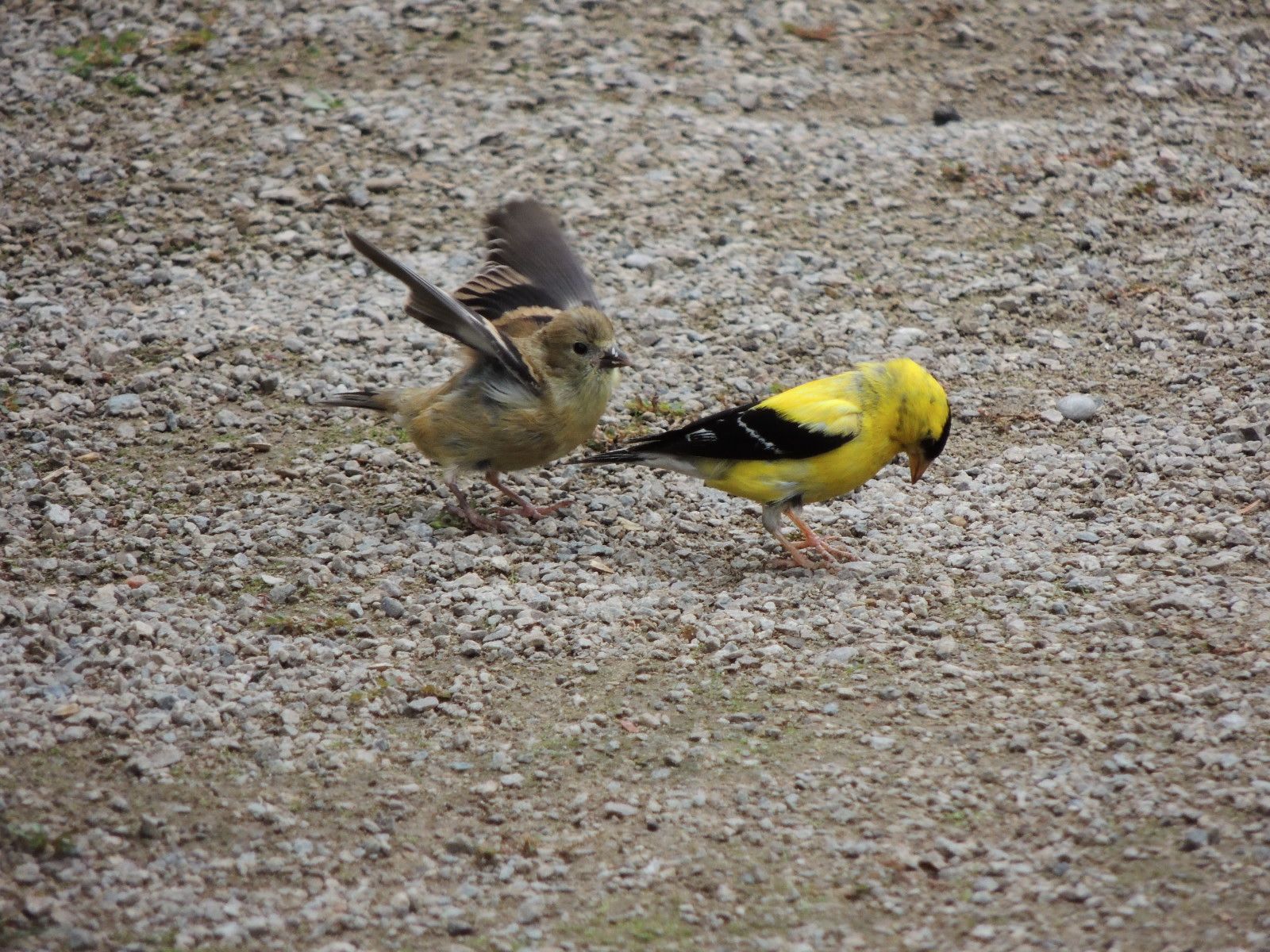 Goldfinch and hungry young