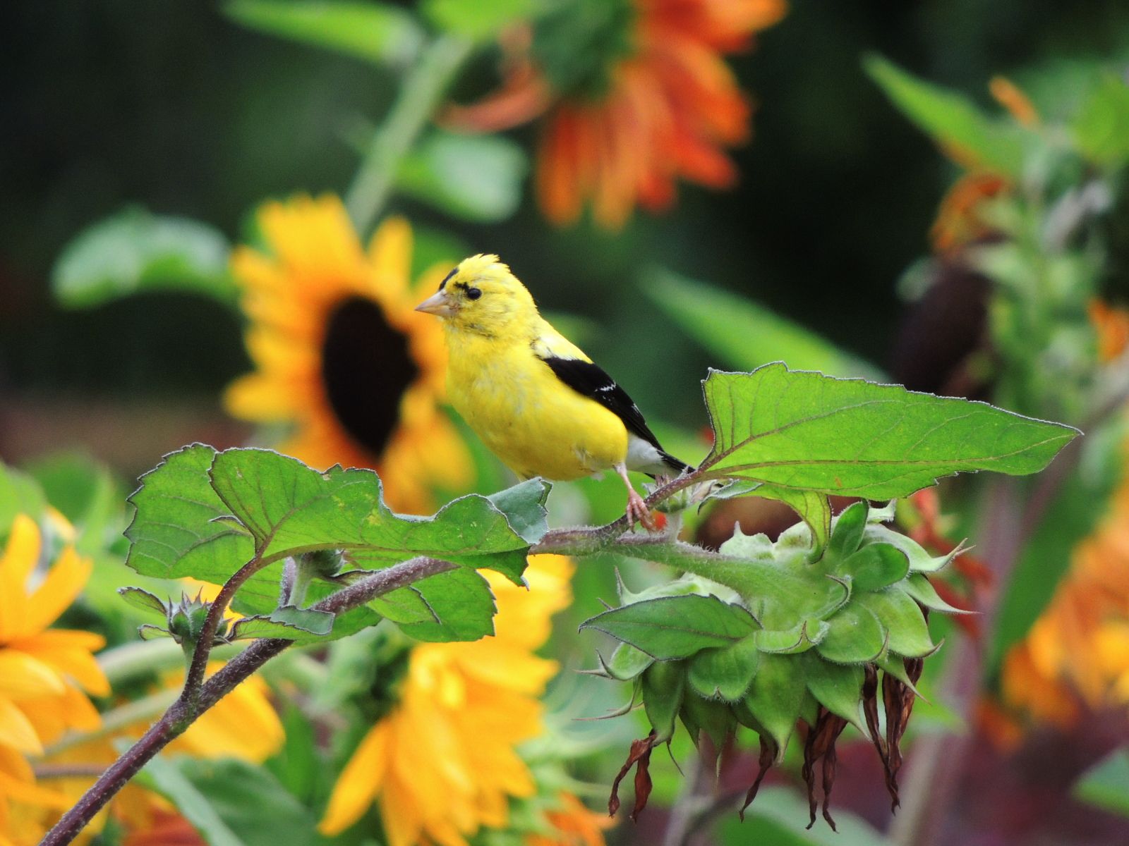 Goldfinch and sunflower