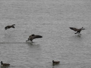 Canada Geese putting down gently