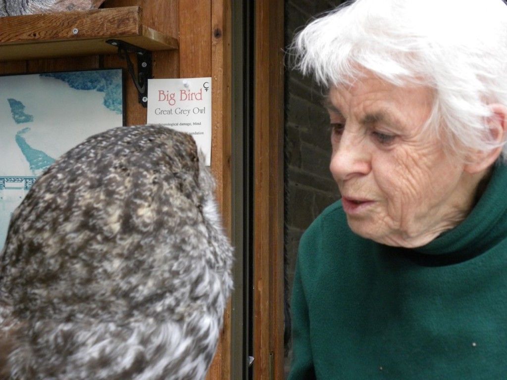 Granny the Great Gray Owl