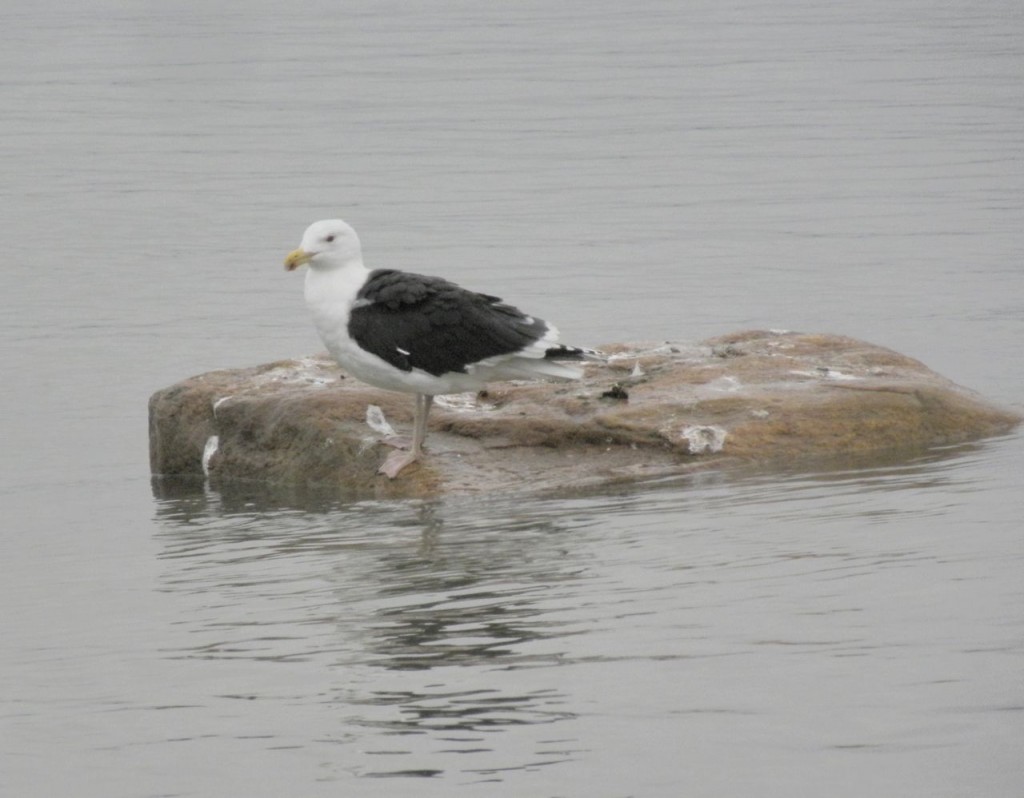 Great Black-backed Gull. Niagara River