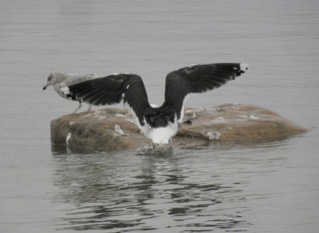 Hey son, shove off. Great Black-backed Gull and Herring Gull. Niagara River. 