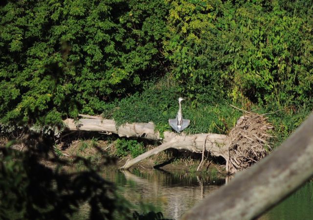 Great Blue Heron flashing