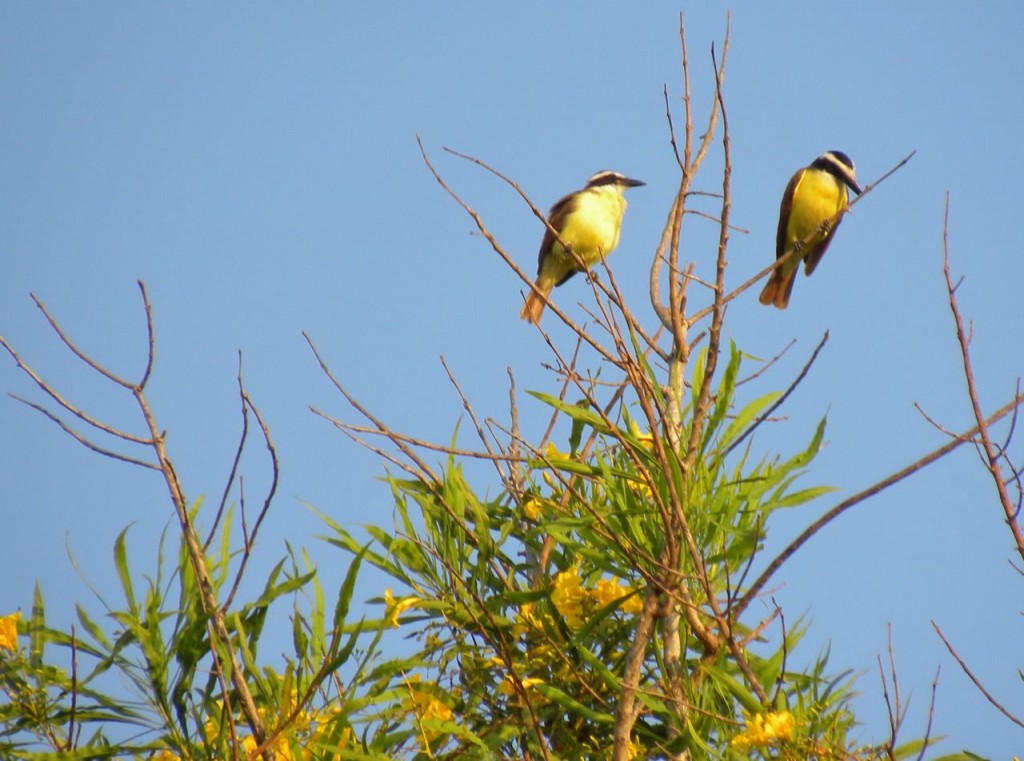 Great Kiskadee