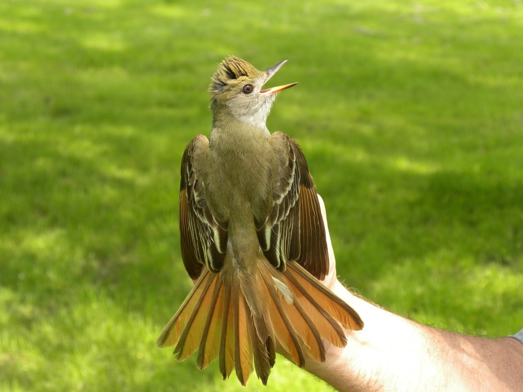 Great Crested Flycatcher My Bird Of The Day