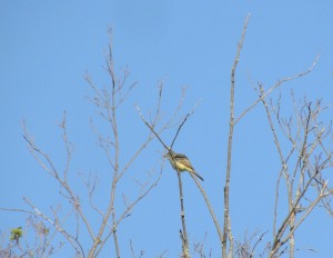 Great-crested Flycatcher