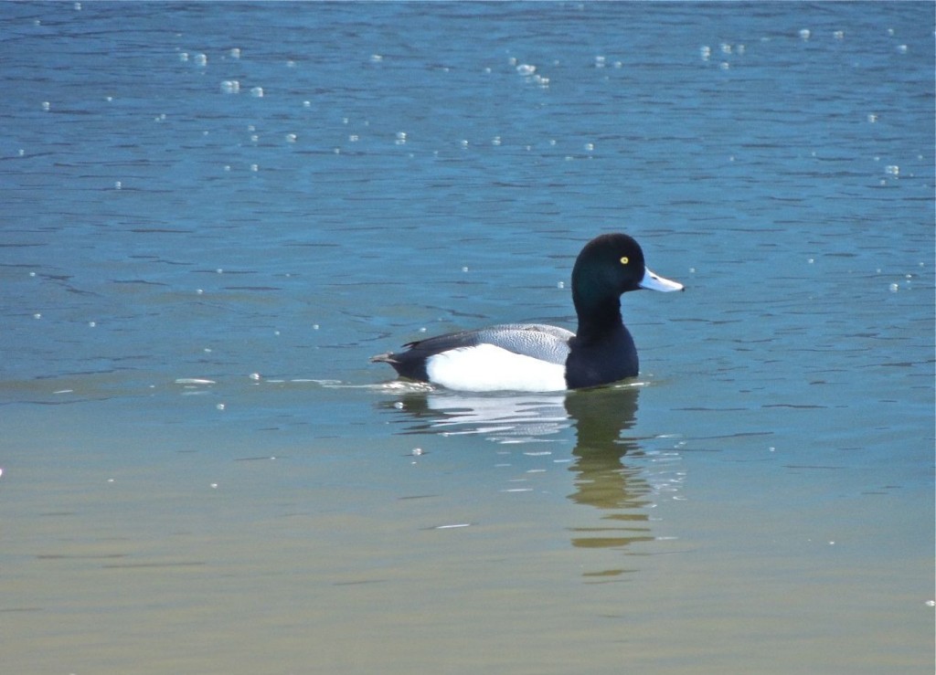 Greater-Scaup