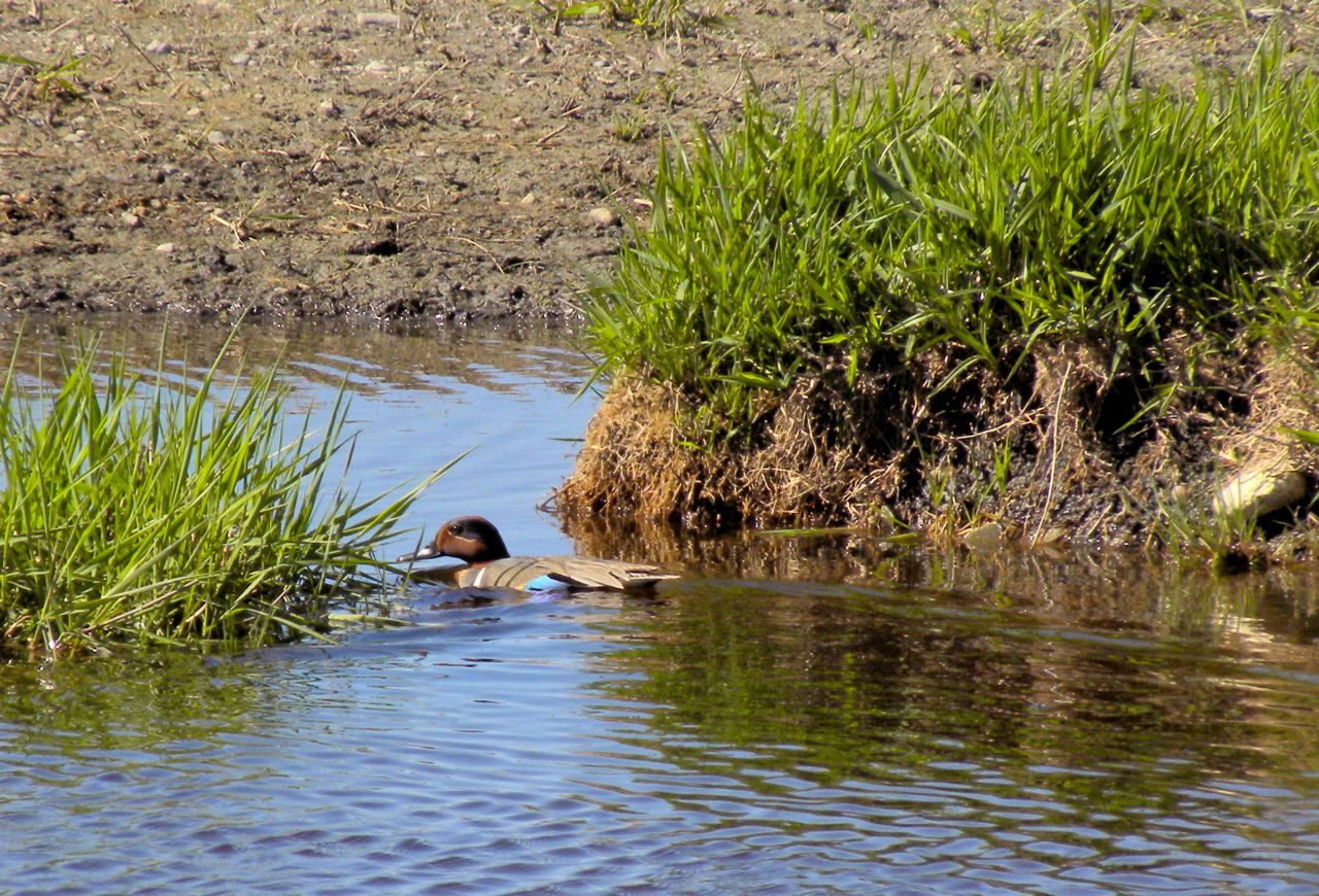 Green-winged Teal