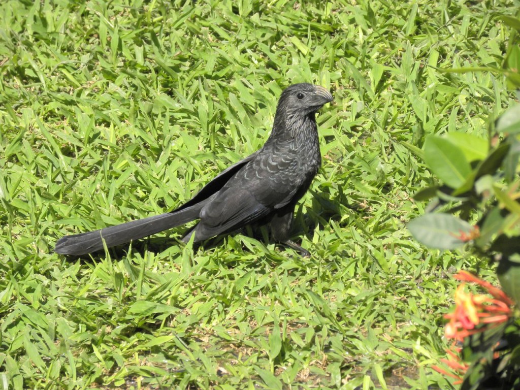 Groove-billed Ani. Huatulco