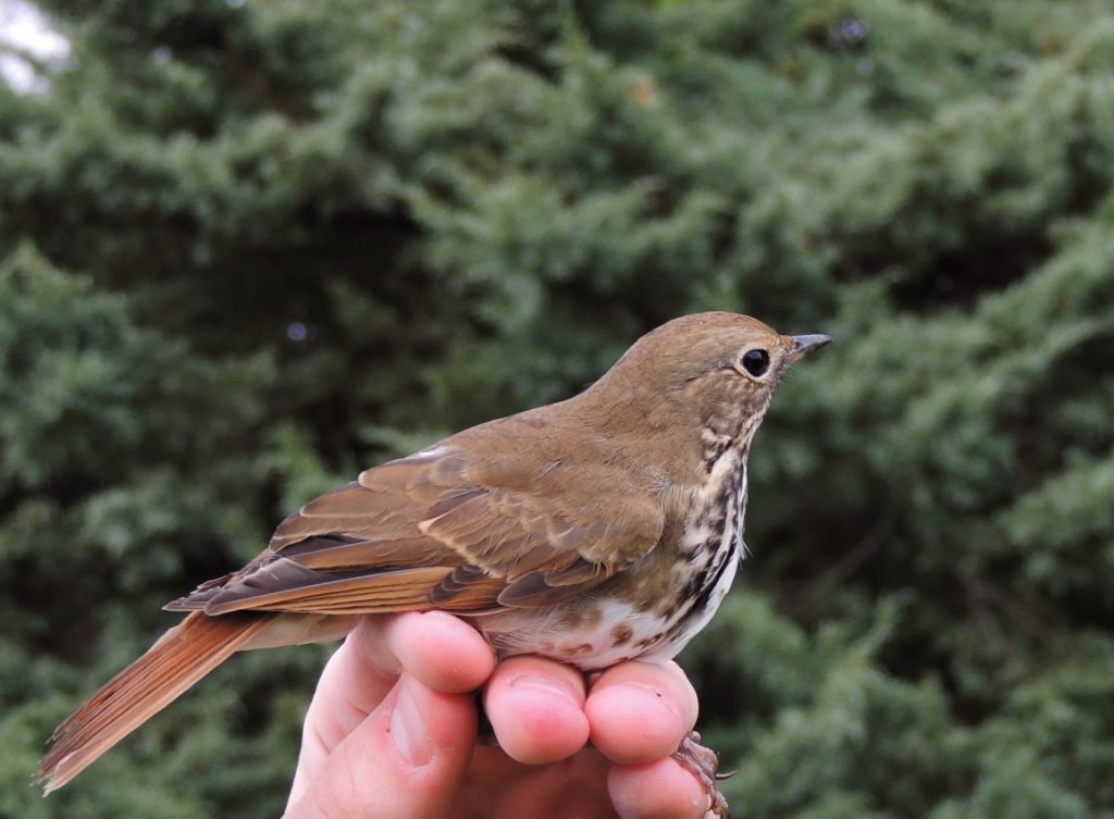 Hermit Thrush