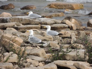 Herring Gulls on shore.