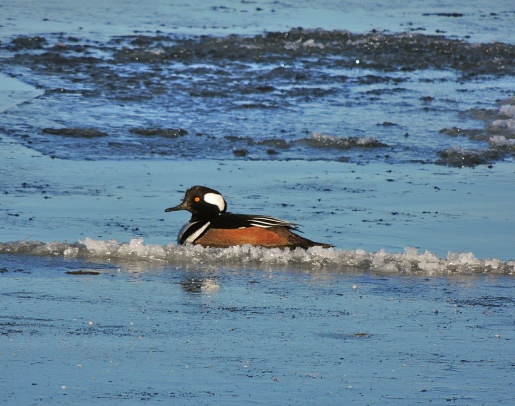 Hooded Merganser LaSalle 3 Feb 2014