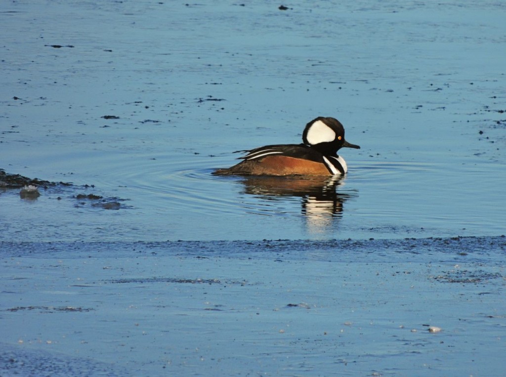 Hooded Merganser LaSalle 3 Feb 2014-2