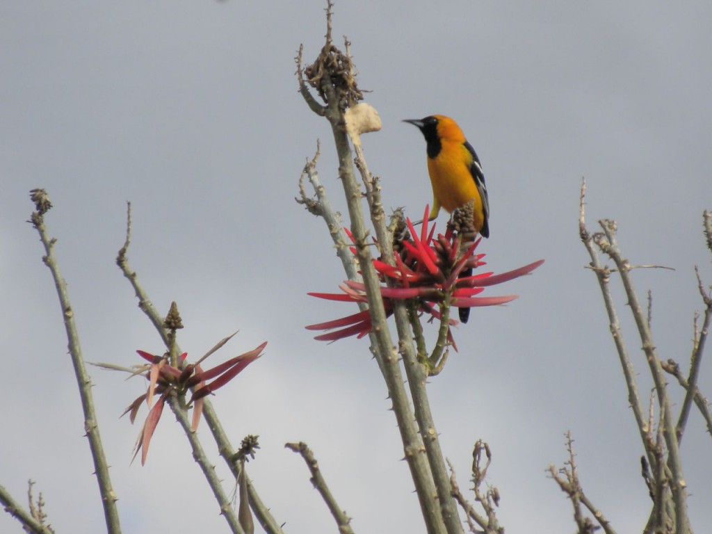 Hooded Oriole