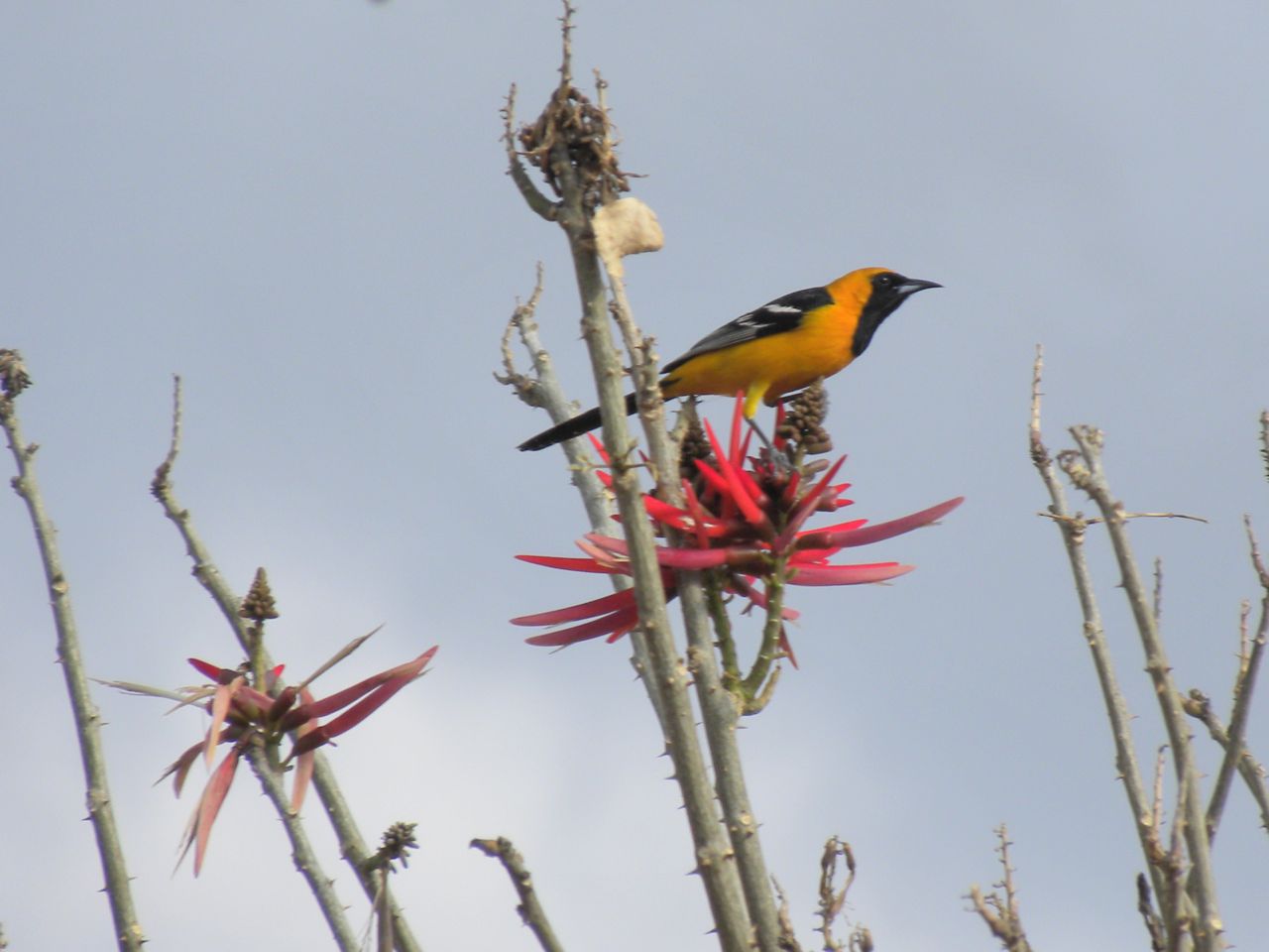 Hooded Oriole, San Augustine, Mexico