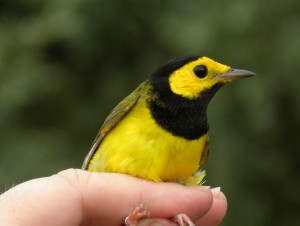 Hooded Warbler.