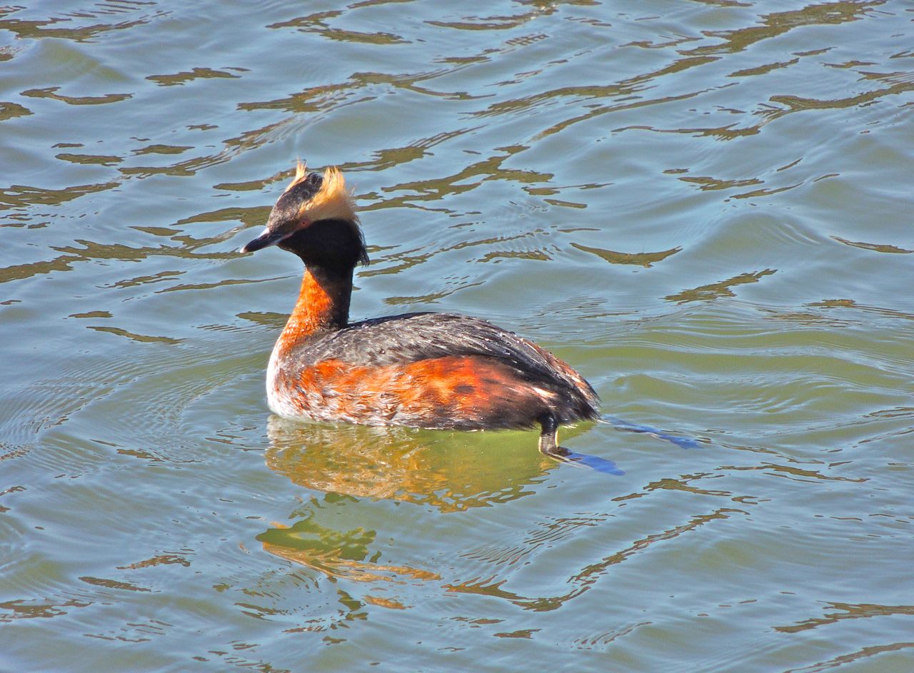 Horned Grebe