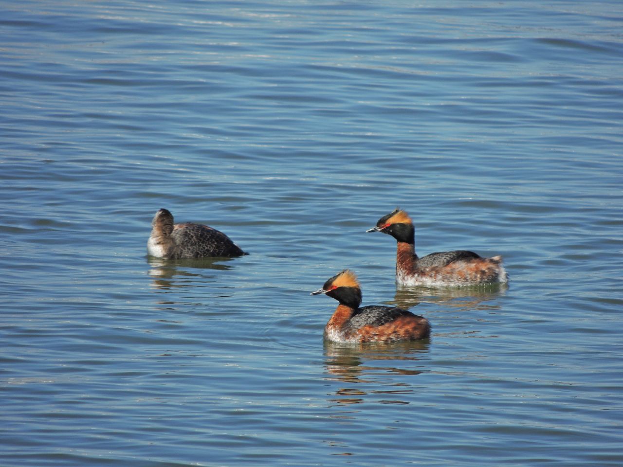 Horned Grebe trio.  One still in very early stage of its spring moult.