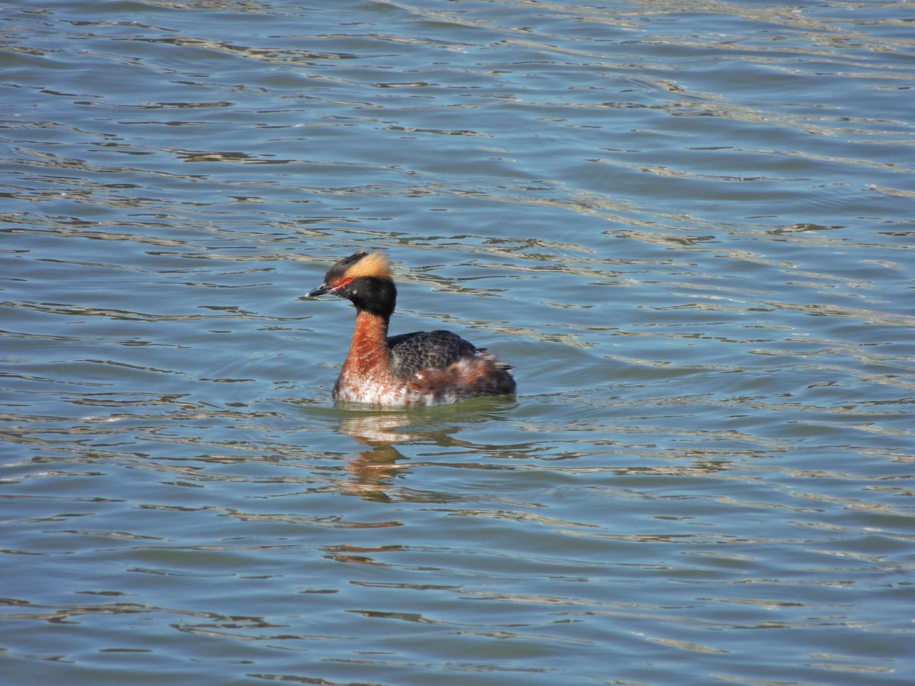 Horned Grebe