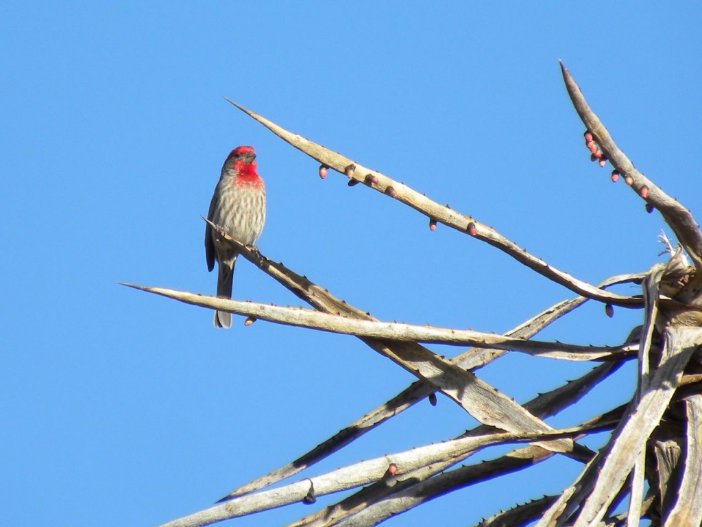 House Finch.  A native to Mexico and S.W U.S but introduced to the northeastern states, and spreading