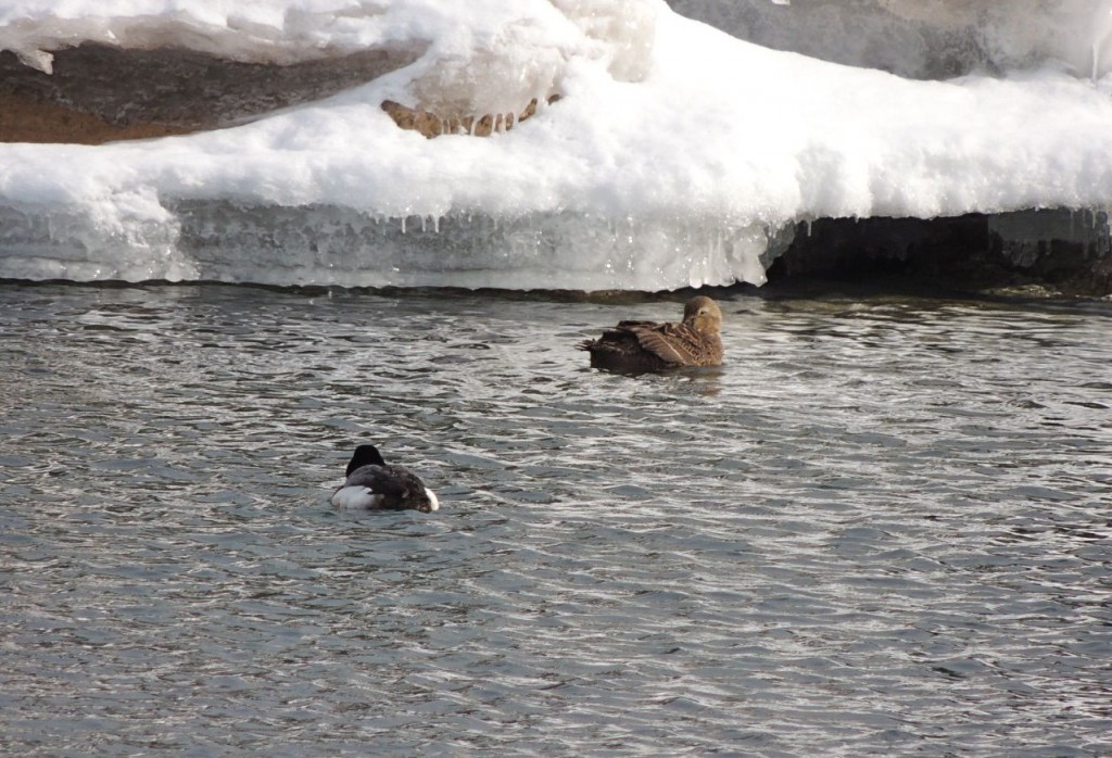 Lesser Scaup and King Eider (back)