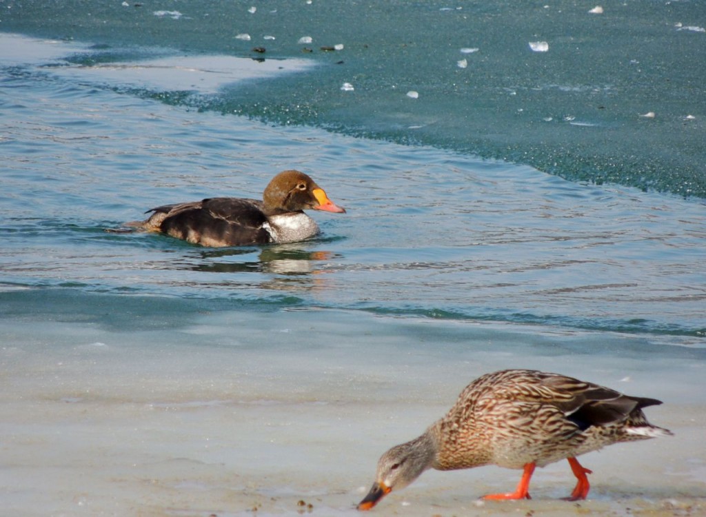 King Eider and Mallard