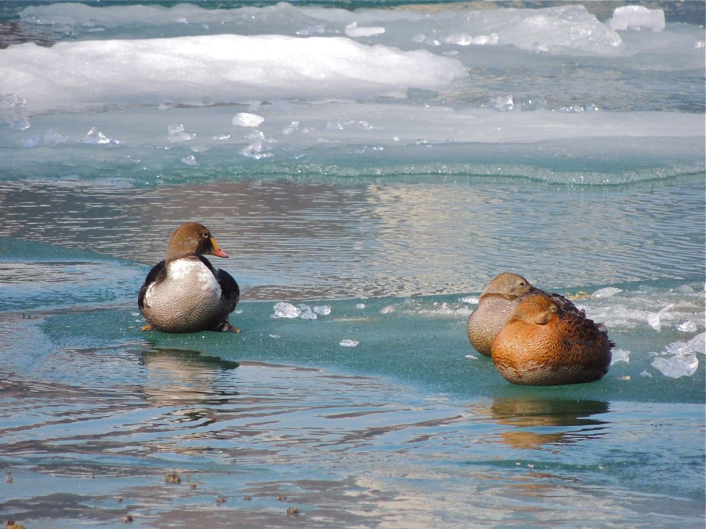 King Eiders (1 m & 2 f)