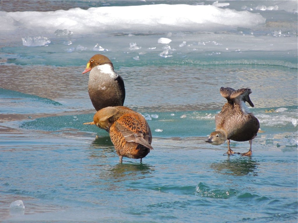 King Eiders (1 m & 2 f)