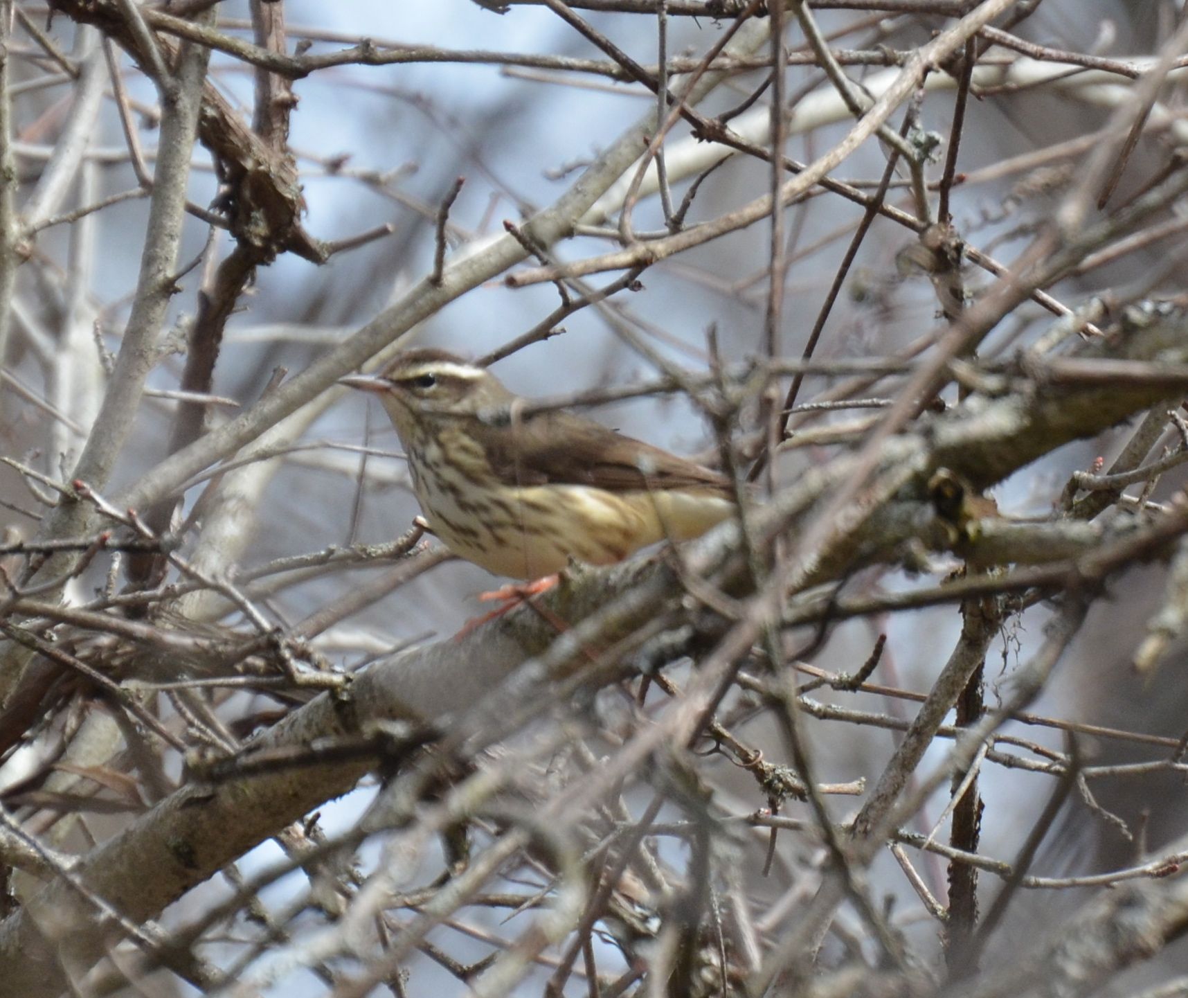 Louisiana Waterthrush