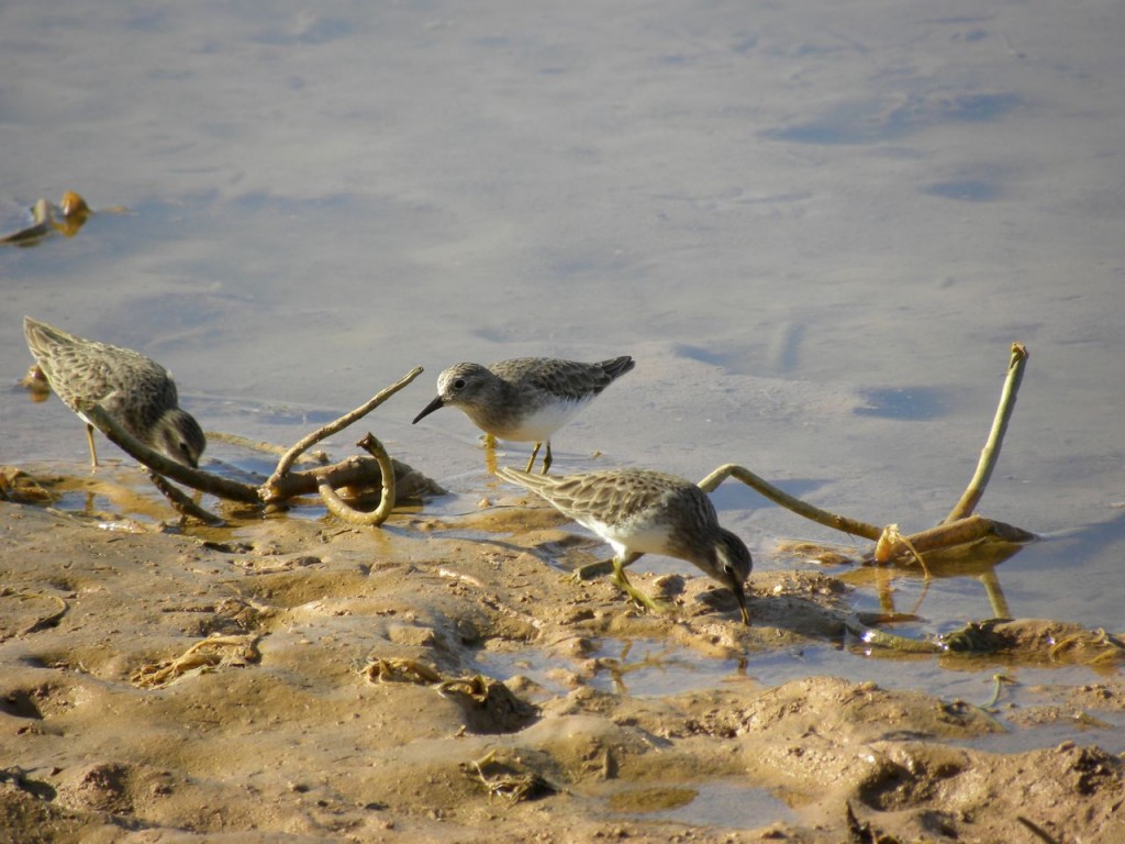 Least Sandpipers Gilbert AZ