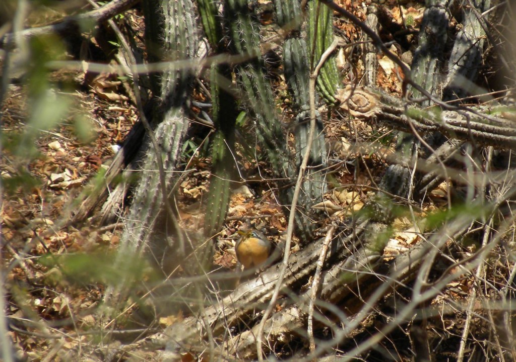 Lesser Ground Cuckoo skulking among the roots.