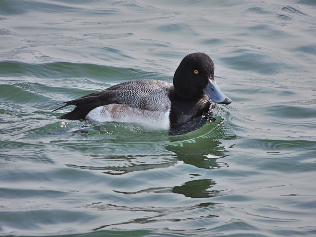 Greater Scaup (m)