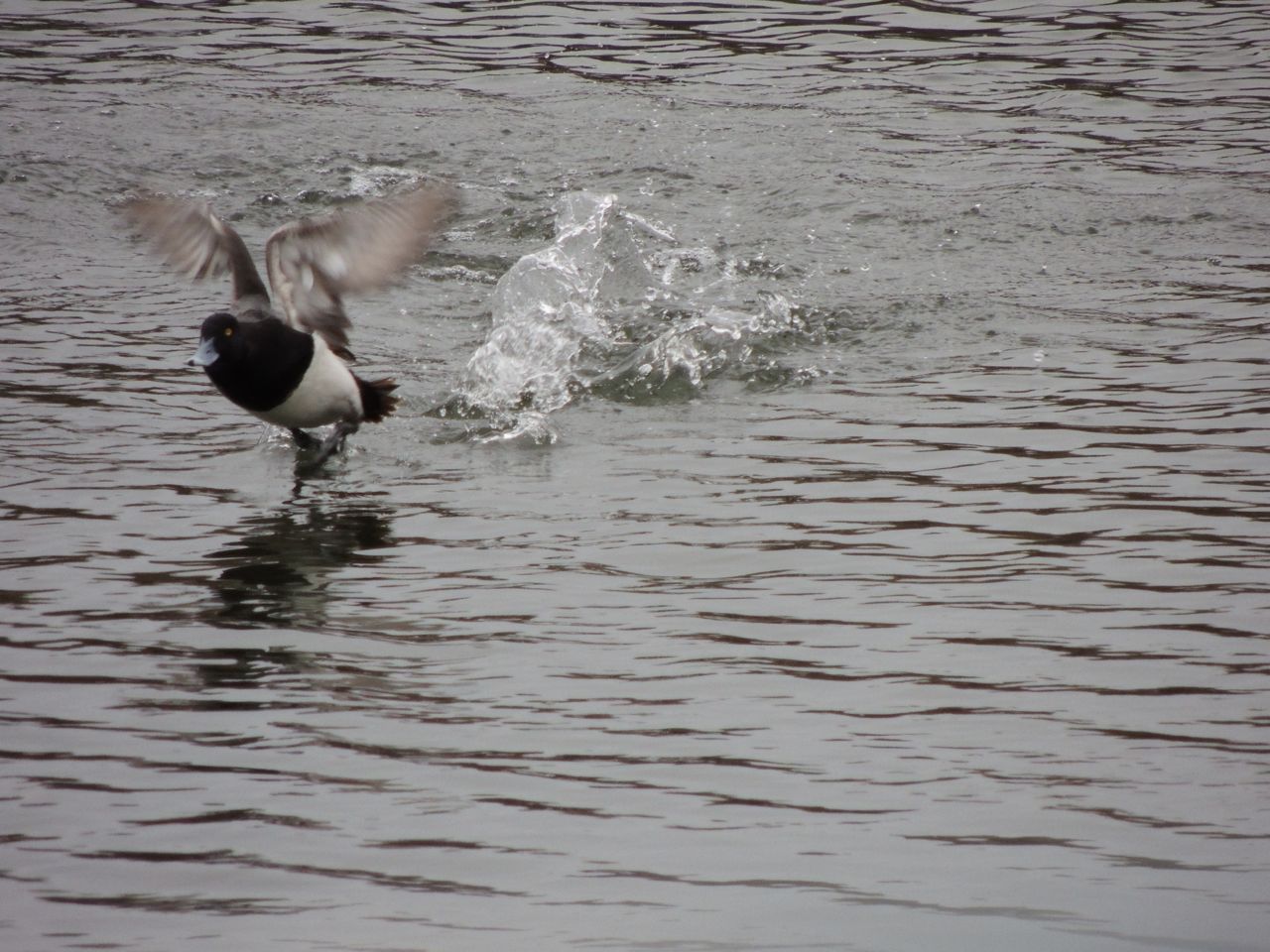 Lesser Scaup at take off