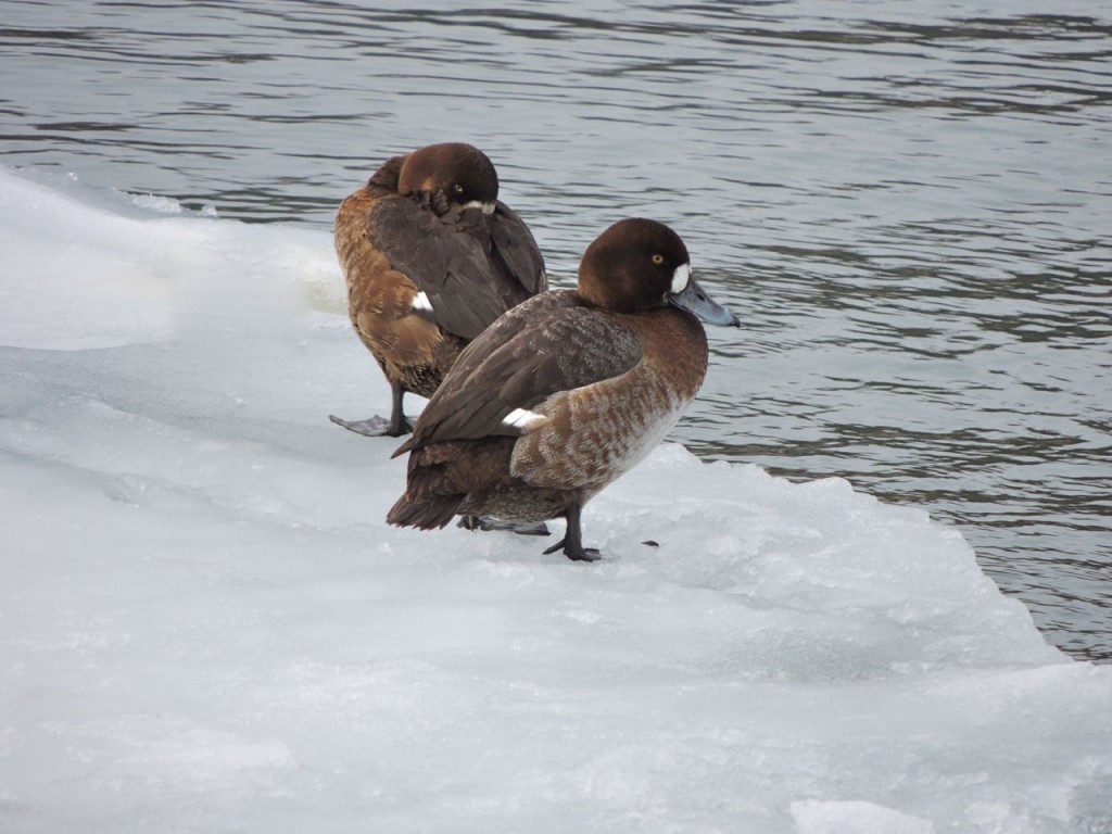 Greater  Scaup (f)