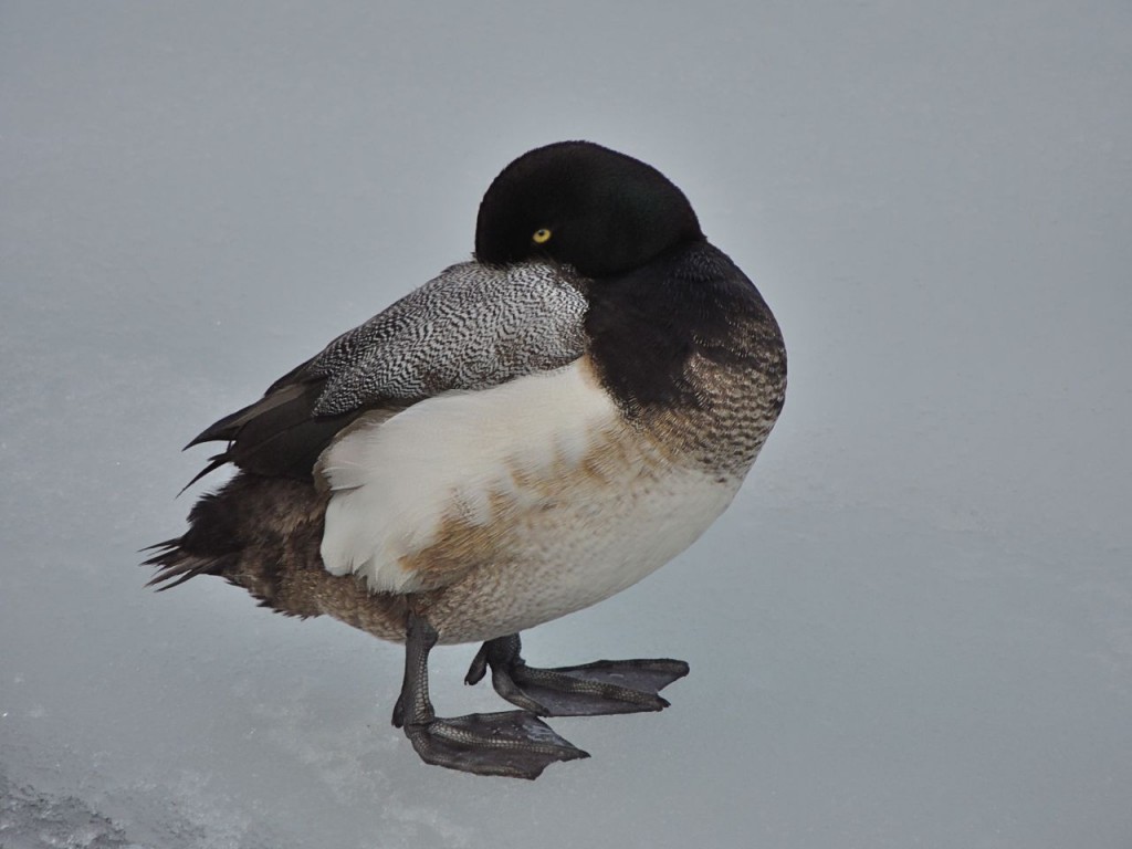 Greater  Scaup (m)