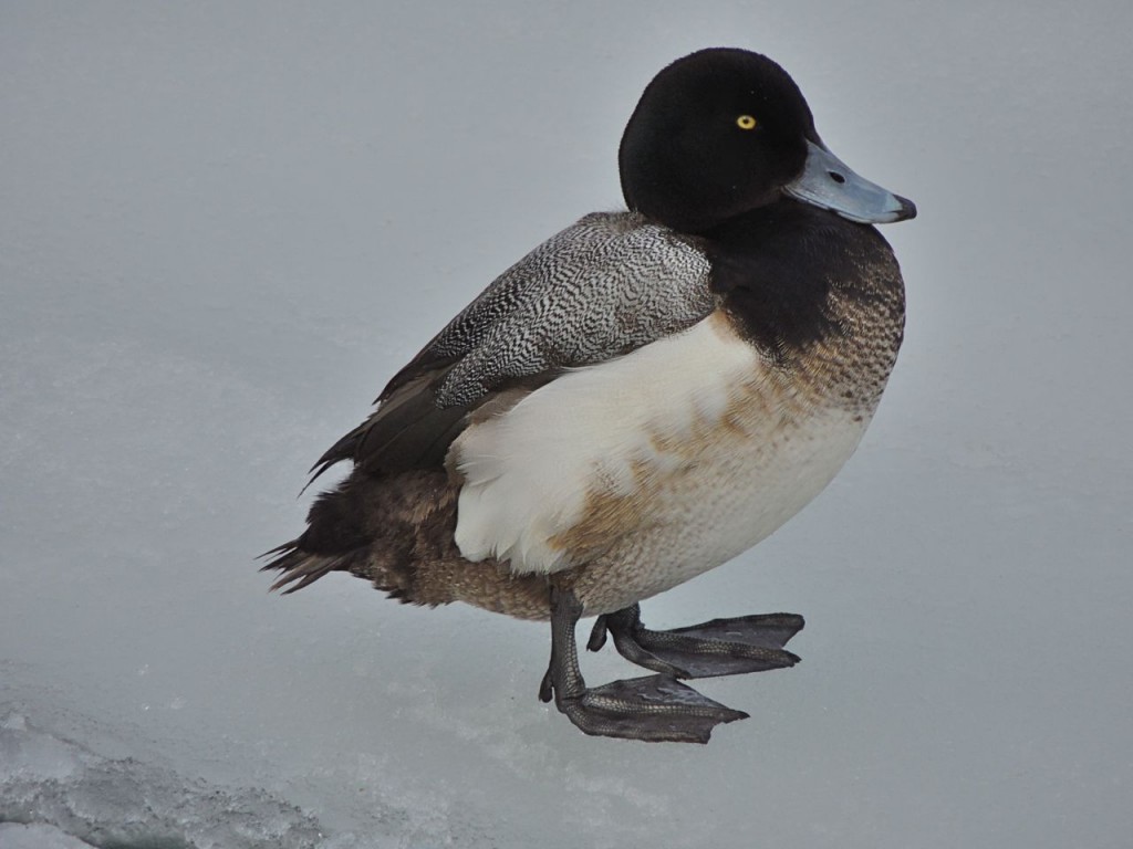 Greater  Scaup (m)