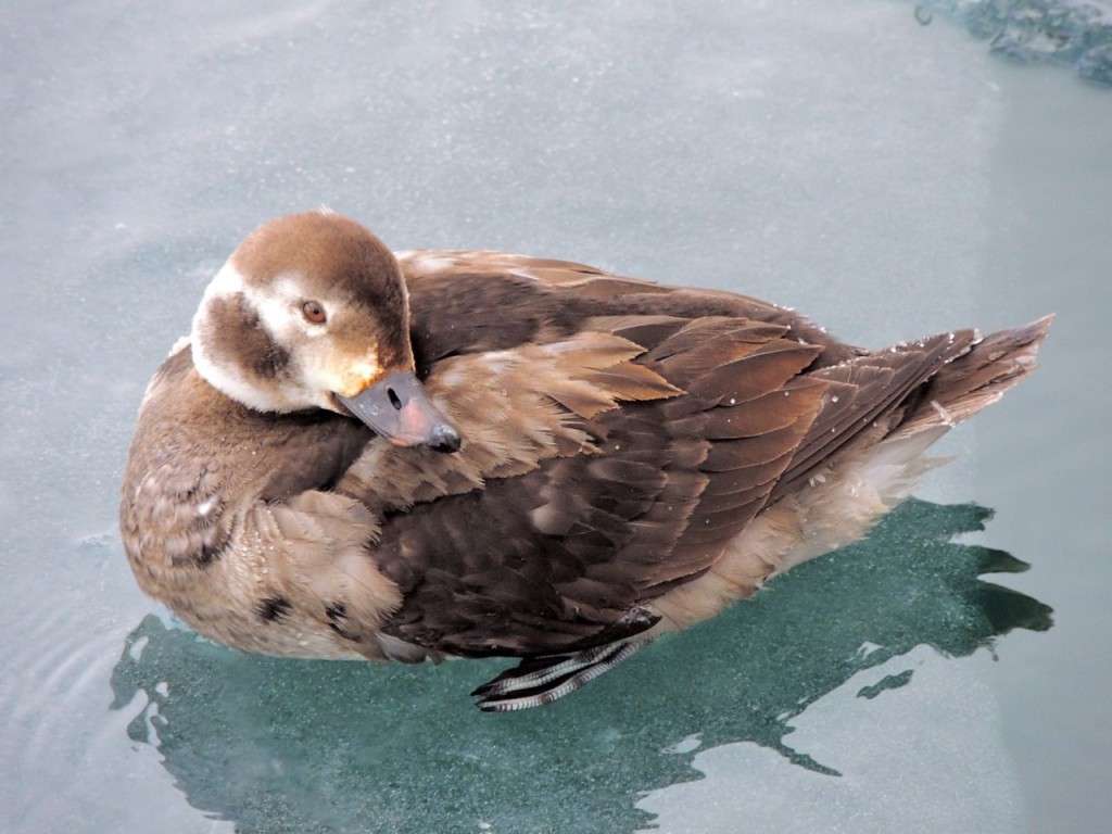 Female Long-tailed Duck