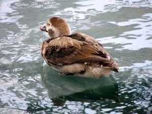 Female Long-tailed Duck